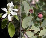 Amelanchier utahensis