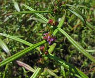 Ammannia coccinea