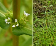 Ammannia latifolia