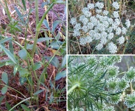 Ammi majus