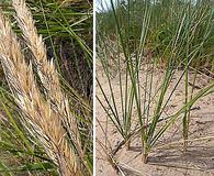 Ammophila breviligulata