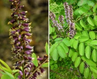 Amorpha glabra