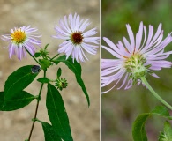 Ampelaster carolinianus