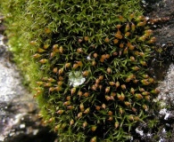 Amphidium lapponicum