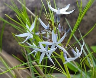 Amsonia hubrichtii