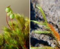 Anacolia menziesii