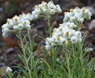 Anaphalis margaritacea