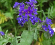 Anchusa officinalis