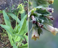 Andersonglossum occidentale