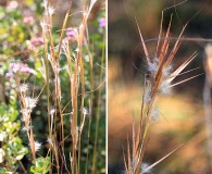 Andropogon gyrans