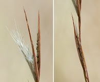 Andropogon longiberbis