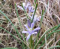 Androstephium coeruleum