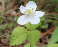 Anemonastrum deltoideum