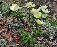 Anemonastrum sibiricum