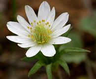 Anemone berlandieri