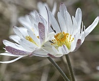 Anemone caroliniana