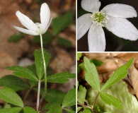 Anemone lancifolia