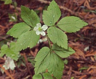 Anemone lyallii