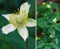 Anemone virginiana