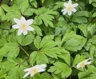 Anemonoides nemorosa