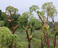 Angelica atropurpurea