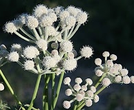 Angelica capitellata