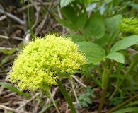 Angelica dawsonii