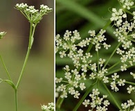 Angelica dentata