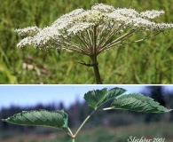 Angelica genuflexa