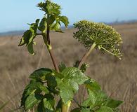 Angelica lucida