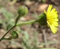 Anisocarpus madioides