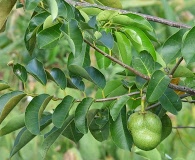 Annona glabra