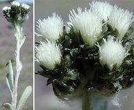 Antennaria alpina