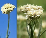 Antennaria anaphaloides