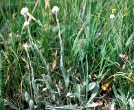 Antennaria arcuata