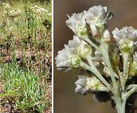 Antennaria argentea