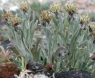 Antennaria dimorpha