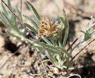 Antennaria flagellaris