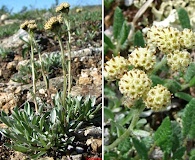 Antennaria friesiana