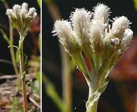 Antennaria howellii