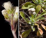 Antennaria marginata