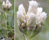 Antennaria microphylla