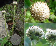 Antennaria monocephala