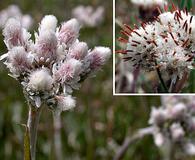 Antennaria neglecta