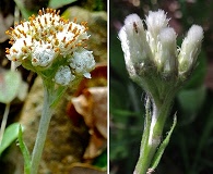 Antennaria plantaginifolia