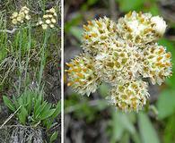 Antennaria pulcherrima