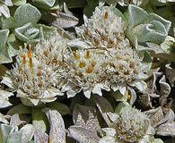 Antennaria rosulata