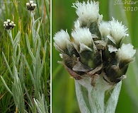 Antennaria stenophylla