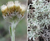 Antennaria umbrinella