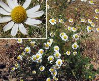 Anthemis cotula